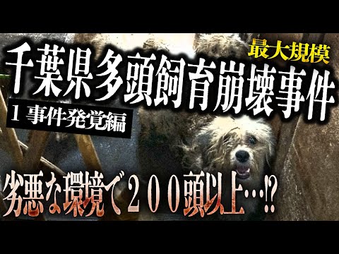 【事件発覚編】約220頭の多頭飼育崩壊事件発覚の裏側…すべてはここからはじまった！