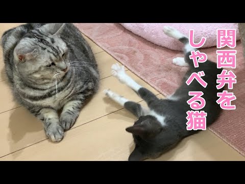 あんなちゃんがタジタジ😥妹猫ふうちゃんのなぜなぜ期❔おしゃべりペット