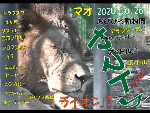 おびひろ動物園　土曜のヤマト♬久々登場の仲間多数だよ♪マオも♬2024年10月26日♬