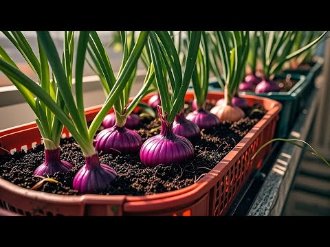 USEFUL GARDEN TIPS/The Secret to Thriving Purple Onions in Urban Gardens