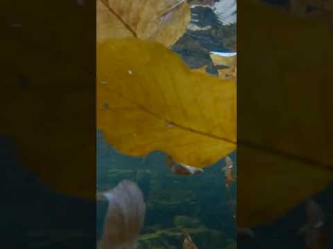 Autumn Underwater #fallfoliage #autumn #fall