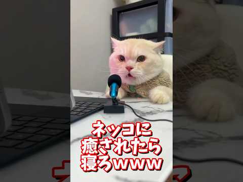 ネッコの動画で癒されたら寝ろｗｗｗ　#2ch #2chまとめ 動物スレ #2ch面白いスレ #動物 #犬 #猫 #癒やし #ねこ動画