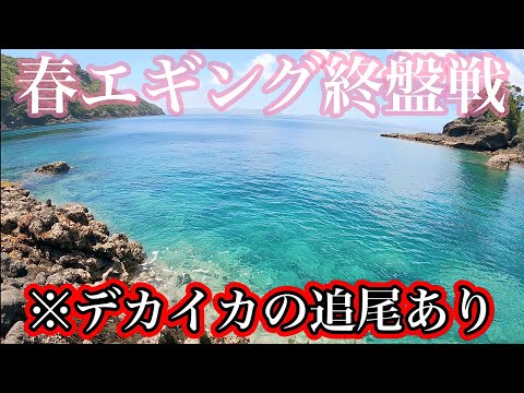 【エギング】チャンネル史上最大のアオリイカを釣り上げた！！