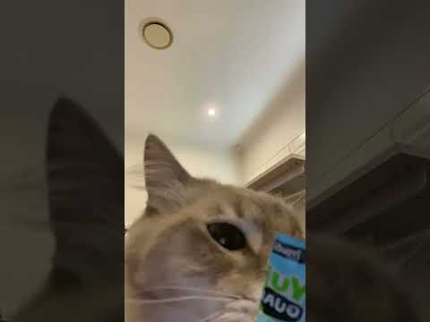 Kitty ASMR!