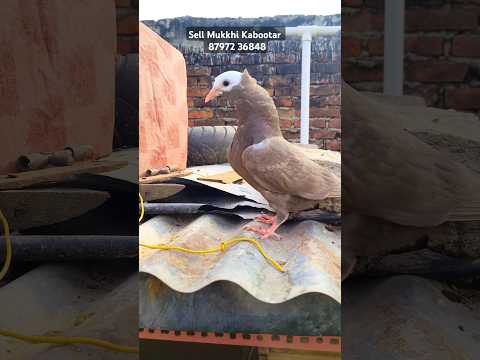 Sell Mukkhi Kabootar  Low Price In📍 Darbhanga // Sell Kabootar Low Price #shots #pigeon #darbhanga