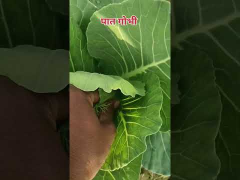 #shorts #views #fun #trendingshorts #short #shots #viralvideo #village #deshi #farming #farmer