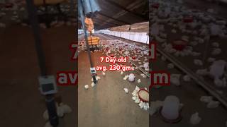 7 old chicks avg. 230 gm # #poultry #farming #chicksfarming #trendingvideo #chicken #poultrylife