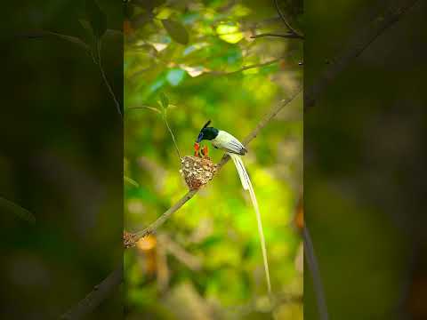 Beautiful Birds #motherslove #birdslover #nature #viralreels #trending