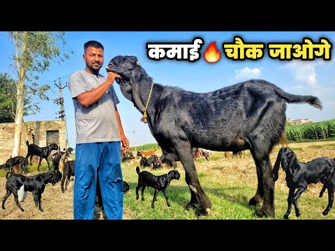 इस बकरी में है लाखों की कमाई | Goat farming | Beetal nasal ki pehchan