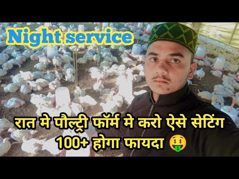 ये तरीका अपनाओ अपने पौल्ट्री फॉर्म मे 🤨 100 होगा फ़ायदा 😊 Night  सर्विस मे करे कुछ ऐसा ? #poultry