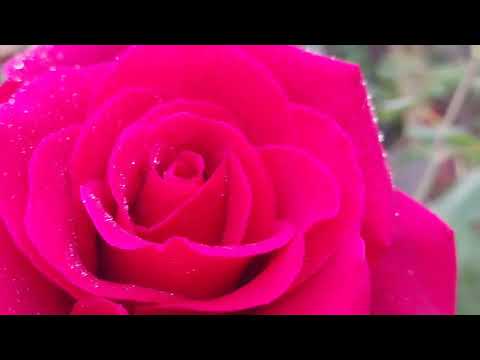 Eternal love and beauty - Red rose. 永恒的爱与美-红玫瑰