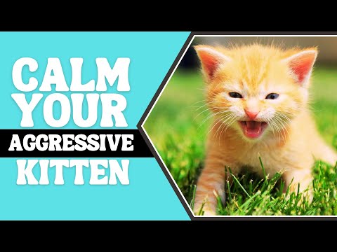 How to Stop Aggression in Kittens?