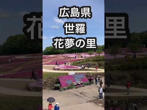 広島県世羅の芝桜とネモフィラを堪能