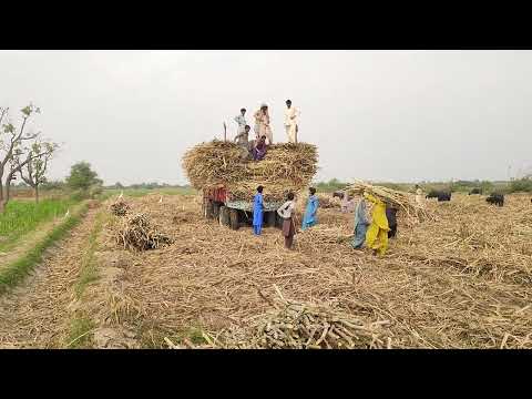 Sugarcane crop