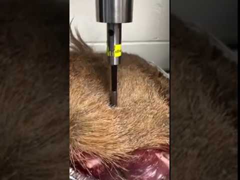 Broadhead Animal Hide Penetration Test