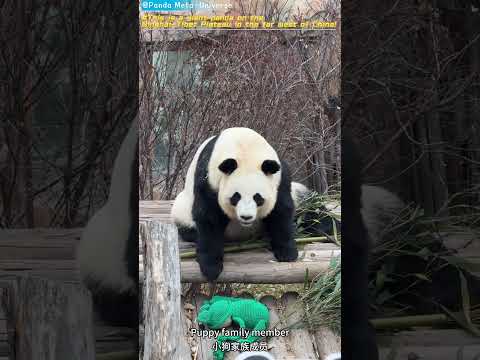 这是中国最西部青藏高原上的大熊猫！ This is a giant panda on the Qinghai-Tibet Plateau in the far west of China!