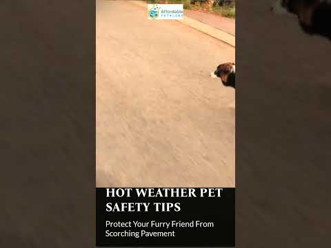 Hot Weather Pet Safety Tips