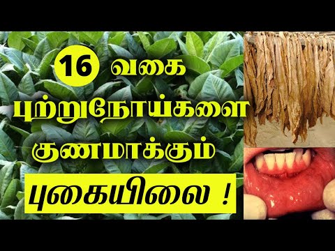 புற்றுநோயை குணமாக்கும் புகையிலை | Tobacco cures cancer in tamil | cancer cure tobacco | treatment