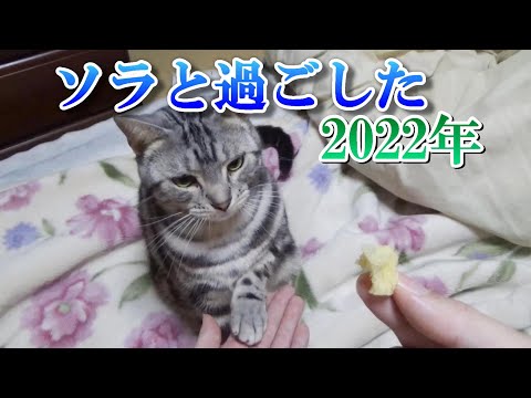 ソラと過ごした2022年（アメリカンショートヘア）