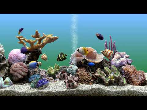 Calming Underwater Aquarium Fish Tank to Focus to Bubbling Water | No Music | 4 Hours