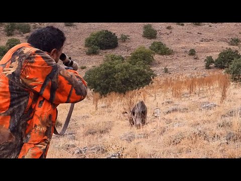 DEV DOMUZLA YAKIN TEMAS! - FACING WITH GIANT WILD BOAR - AMAZING SHOTS