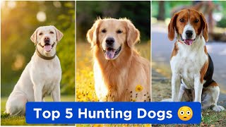 Top 5 Hunting Dogs 😳🐶 | 5 Best Dog Breeds for Hunting | #dogs #hunting #shorts