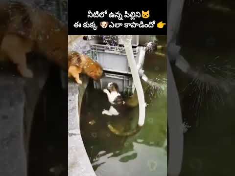 నీటిలో ఉన్న పిల్లిని🐱ఈ కుక్క🐶ఎలా కాపాడిందో👉 #shorts #catrescuedog