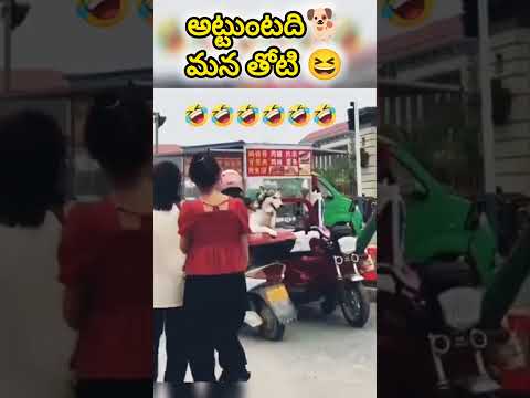 అట్టుంటది మనతోటి🐕🤣జాగ్రత్త గర్ల్స్ ఇది మామూలు కుక్క కాదు😆 #shorts #funnydog