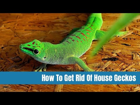 How to Get Rid of Geckos | All You Need to Know | The Guardians Choice