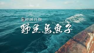 來自雲林口湖的好滋味—野生烏魚子【初誠良物】