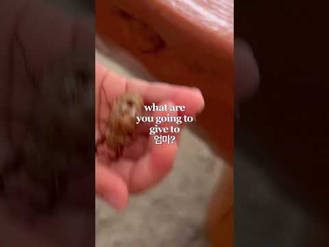 A Gift #gross #parenting #funny #cute #love #girldad #kore #bugs