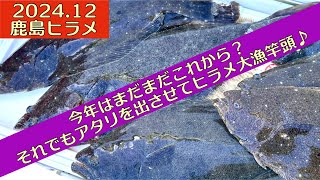 【2024.12】鹿島ヒラメ！本格化はこれからでもバリバリやってきました(´∀｀)