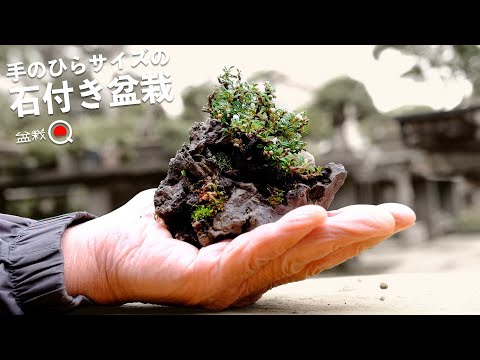 Make a palm-sized bonsai with stones [Bonsai Q]