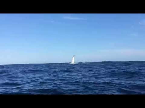 Dolphins and Whale Compilation - Offshore Rockingham, Perth