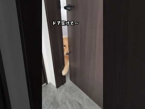 ゴルパピの心の声。#ゴールデンレトリバー #ゴールデンレトリバーのいる生活 #ゴールデンレトリバー仔犬