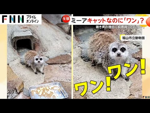 【なぜ】ミーアキャットなのに「ワン！ワン！」　10年飼育の飼育員を“威嚇”に「ショック…」　広島・福山市立動物園