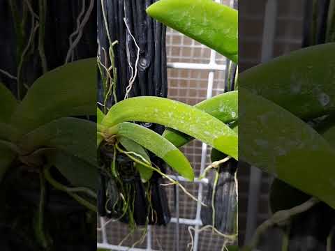 菱葉風蘭 Angraecum leonis#觀葉植物 #orchid #蘭花