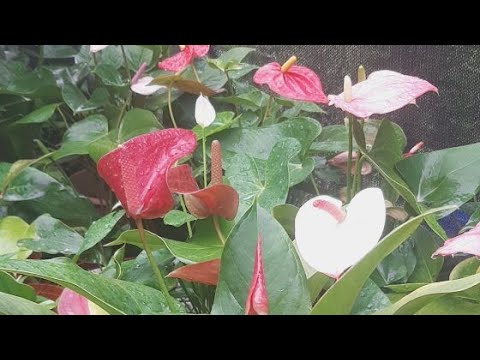 Learn Gardening is going live! I love #anthurium