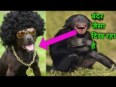 🤣 funniest animals 😆 try not to laugh challenge🤔🤔