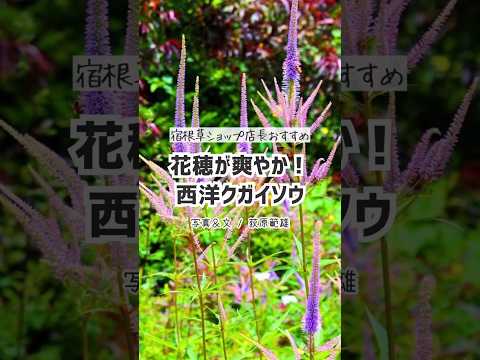 【暖地向き宿根草】すっと伸びる花穂が爽やか！西洋クガイソウ #ガーデニング #宿根草 #ナチュラルガーデン #夏の花 #gardenstory #shorts