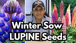 Grow Lupine From Seed | Lupins Native Flowers | Winter Sowing || Budget Gardening