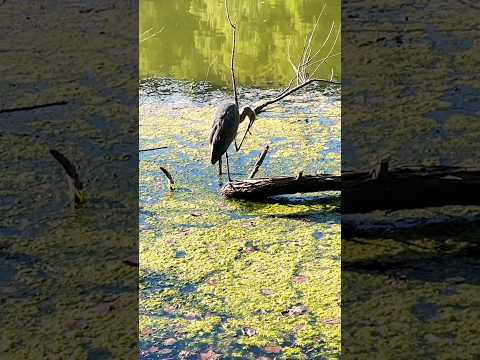 Great blue heron tickling | Horizons_視野 | wildlife | lake | bird | heron