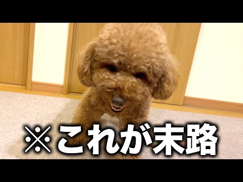 しつけされなかった犬の末路w