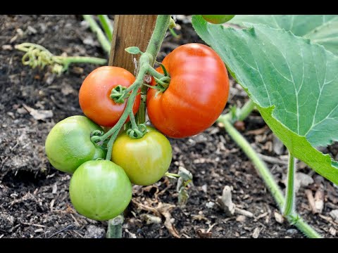 Growing tomatoes in the UK