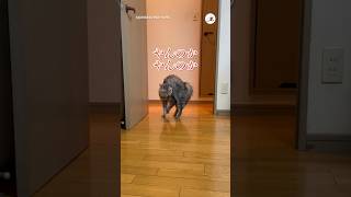 極めたやんのかステップ｜PECO #猫 #愛猫家 #猫のいる暮らし #やんのかステップ #cat #catlover #catlife #catdance