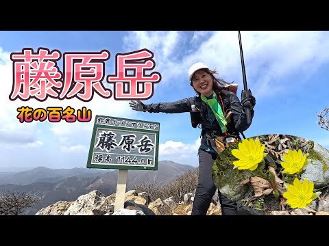 春を探しに藤原岳へ。春を通り過ぎて初夏？！みたいなお天気。福寿草いっぱい咲いてました。2024年3月　藤原岳