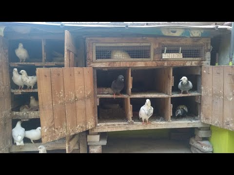 Pigeon Chicks Update in tamil | தமிழில்  |  #pigeonchicks #chicksgrowth #puravalarpu