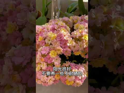 【蓝胖小花匠🎏】新手必看的：封闭阳台养花干货