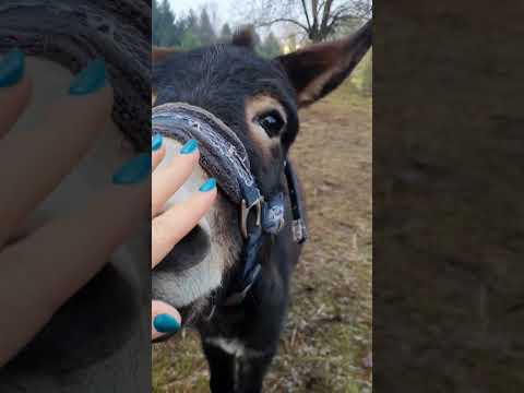 🐴💖🎵 Cute Donkey #donkey #donkeys #farm #farmanimals #farmlife #farmvideo #farmvideos