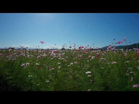 Walking Miyanoshita Cosmos Garden Japan[4KHDR]散策 宮ノ下コスモス広苑 福井県福井市